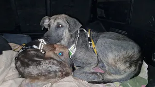 В Коми зоозащитники раскритиковали работу приюта для бездомных собак