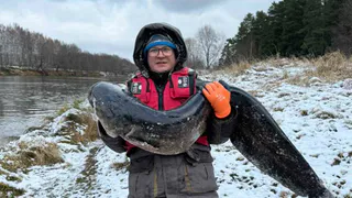 Сома-рекордсмена весом весом около 30 киллограмов поймали в Клязьме