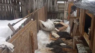 Загадочное существо, зверь или завистники?