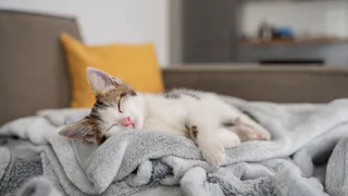 Эти позы спящей кошки должны испугать владельца. Вот что они значат - запомните раз и на всю жизнь