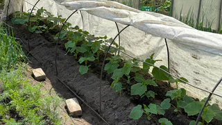 Огурчики просто в восторге от этой смеси: полейте и на каждом кустике появятся десятки завязей