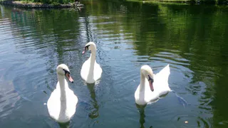 Дендропарк «Южные Культуры» в Адлере: куда уйти от пляжной суеты и провести два часа среди секвой, лебедей и бамбука