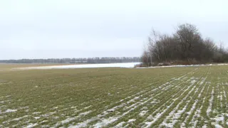 Эксперт о теплой зиме: Рязанские озимые теперь полностью зависят от погоды весной и летом