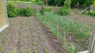 Раскидываю 1 пачку копеечной крупы по грядкам — и земля к весне станет как чернозем -  навоз больше не нужен