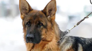 Рязанский «собачник» в поисках новой жертвы (12+)