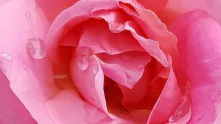 Как использовать древесную золу для выращивания красивых роз