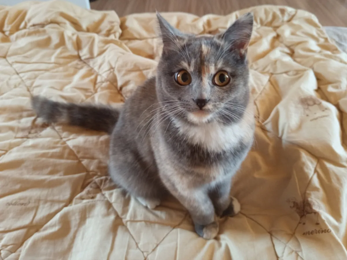 В Челябинской области начал действовать закон, предписывающий обязательную регистрацию домашних животных