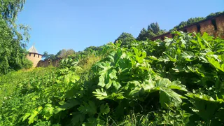 Рязанцы стали замечать борщевик на улицах города