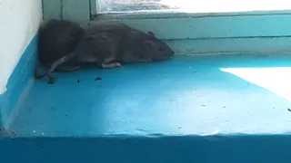 Жители столицы Коми столкнулись с крысиным нашествием