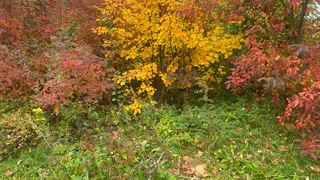 11 октября в Коми ожидается снег на северо-востоке, в остальных районах без осадков