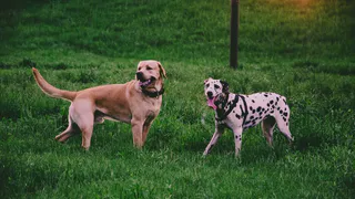 Осторожно, травят собак. В Дашково-Песочне раскидывают яд
