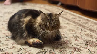 Ветеринары рассказали, какие 3 запаха для кошек являются непереносимой вонью