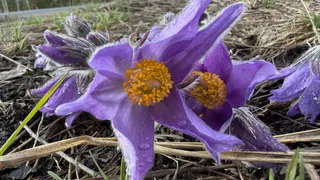 В лесах Рязанской области зацвела редкая сон-трава: как используют эти цветы и чем они опасны