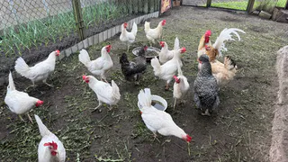 Вши с кур убегут, сверкая пятками: кладем 3 веточки в курятник — и облысение несушкам не грозит