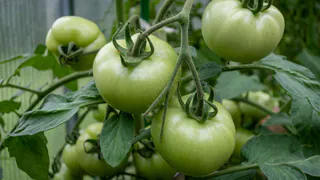 Чтобы рассада не болела и не чахла: делаю это сразу после высадки в теплицу — проверено годами 