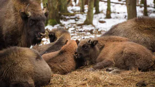 В Клязьминско-Лухском заказнике зафиксирован рост популяции зубров