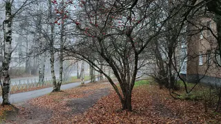 Зима задерживается: теплый циклон определит погоду в Коми на неделе