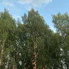 Коми 6 июня встретит комфортное тепло и переменную облачность
