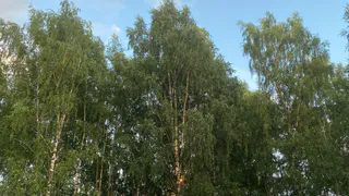 18 июля Чувашию ожидает сухая теплая погода, но с прохладным ветром