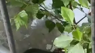 Жители Рязани заметили змей рядом с отделением банка в центре города