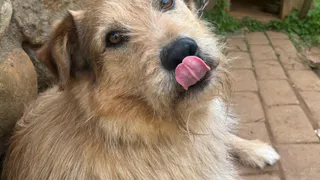 Зоопсихологи поставили точку в вопросе - какие запахи больше всего нравятся собаке