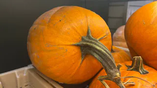 Неизвестные факты о тыкве: какие она решает проблемы со здоровьем 