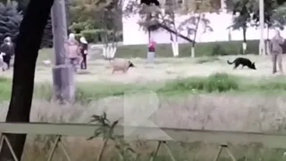 Жители Рязани пожаловались на выгул собак у стадиона рядом со школой №67