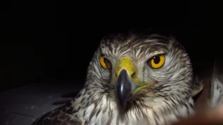 Милая история: под Рязанью на волю выпустили ястреба