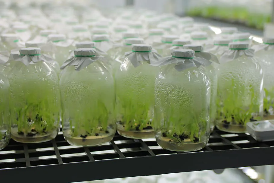 Янтарная кислота: секрет крепкой рассады и здоровых растений