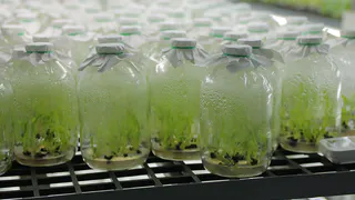 Янтарная кислота: секрет крепкой рассады и здоровых растений