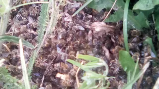 "Больно на это смотреть": рязанский пасечник из Захаровского района рассказал о гибели пчел