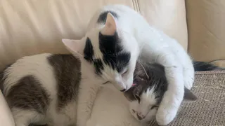 Заберут и даже спрашивать не будут: россиянам запретили держать в квартире домашних питомцев