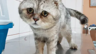 Дай лапку: Трюфель, Моцарт и Тишка в поисках хозяев