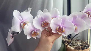 Растворяю таблетку в 2 литрах воды - и под корень способом "погружения": орхидеи цветут зимой без устали