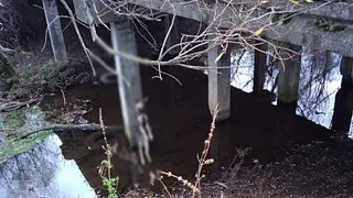 В Рыбновском районе повесили собаку