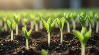 Эта рассада — настоящий провал: цветёт до укоренения и сбрасывает завязи. Теперь моим огурцам позавидуют весной соседи