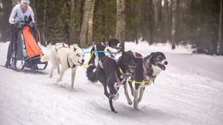 В Гусь-Хрустальном районе состоится гонка на собачьих упряжках «Семь вёрст … Crazy dog» 