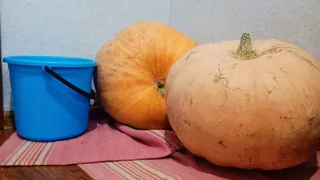 Рязанка собрала урожай из полутораметровой тыквы