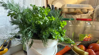 Зелень останется свежей 3 недели: шеф-повар рассказал о методе хранения, которым пользуются в дорогих ресторанах
