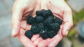 Как правильно подкормить ежевику весной для активного роста и здоровья