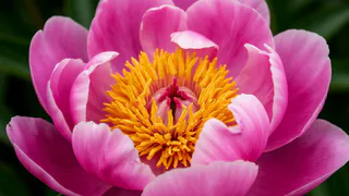 Для буйного цветения пионам — обязательно: 1,5 ложки в ведро и под куст — шапки размером с дыню