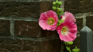 Как вырастить мальву в саду: посев весной и под зиму - также рассказываю о  лучших сортах
