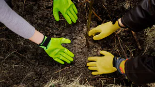 Во Владимире высадят до 1 миллиона деревьев и цветов