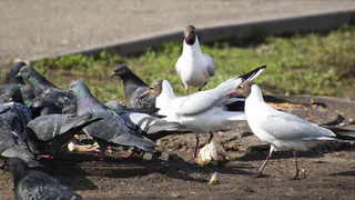 Приспособились к городской среде: в Нижнекамск прилетели крачки 