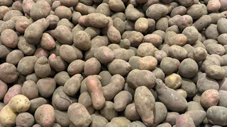 Совет на миллион: лампочка в погребе — поможет избежать «плачущих» стен и гнилого картофеля