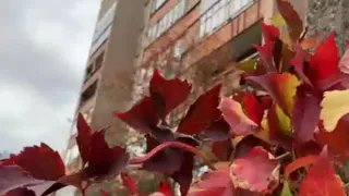 Будьте осторожны: в Рязанской области ожидается усиление ветра