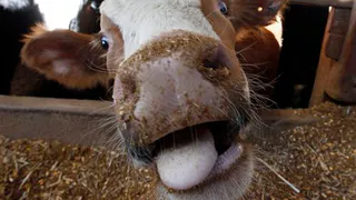 В 14 районах Татарстана в связи с бешенством объявлен карантин