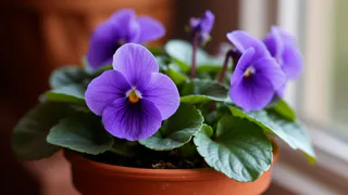 1 штука на 500 миллилитров воды — и фиалка метко пуляет бутонами: мощная подкормка