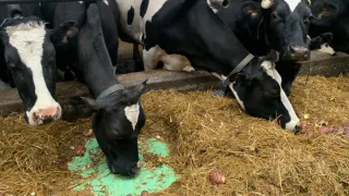 В Коми появится передовая ферма для крупного рогатого скота