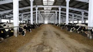 В Ковровском районе завершили реконструкцию крупного животноводческого комплекса